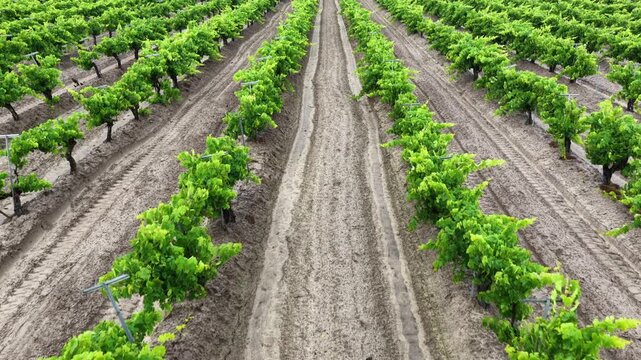 Young grapevine rows stretch across freshly tilled sandy vineyard soil near Fresno, California, with tractor tire tracks running between rows under bright clear sky. Aerial drone flyover shot