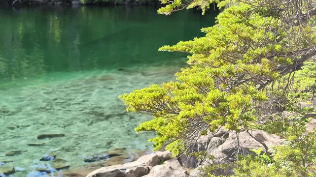 Green conifer branches over clear turquoise lake water