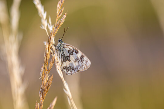 Marbled white butterfly (Melanargia galathea) resting on dry grass stem