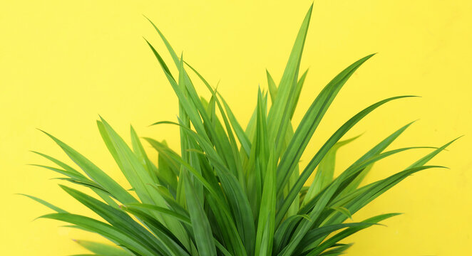 Fresh green pandan leaves bundle over yellow background.