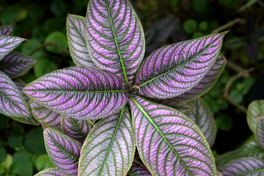A top-down close-up shot of striking purple and green Strobilanthes dyeriana leaves growing in a garden.