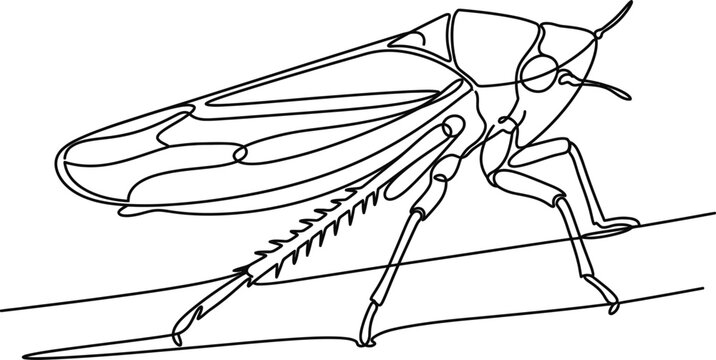 Black and white line drawing of a leafhopper insect.