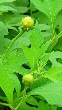 The Tithonia diversifolia