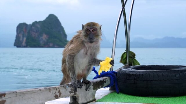 monkey relaxing on a wooden boat in calm ocean waters near rocky islands, side view of serene wildlife scene with green and blue tones, travel adventure visual resource for editorial.