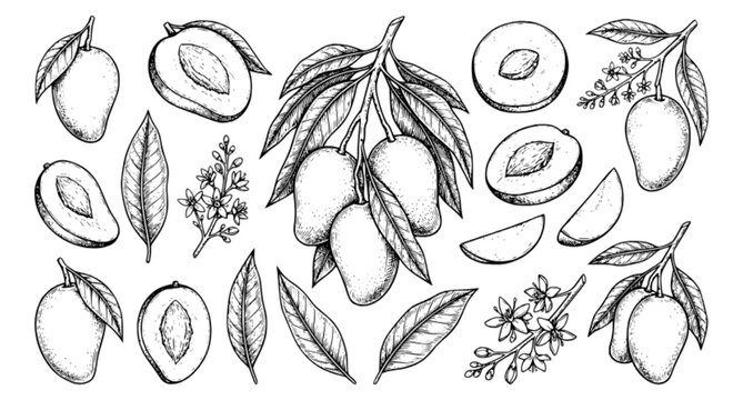 Hand Drawn Mango Sketches Set Tropical Fruit Botanical Engraved Vector Illustration