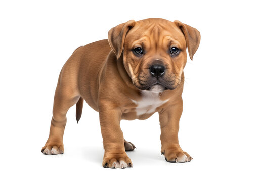Cute brown puppy standing alone, looking curious on white background