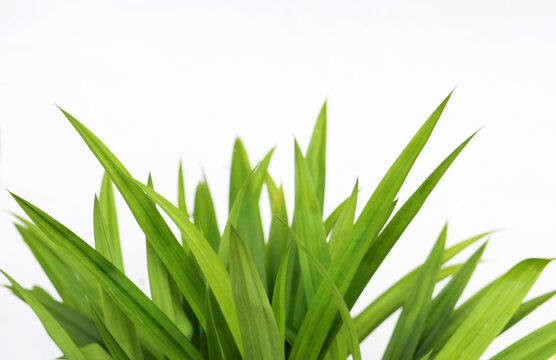 Pandan plant with fresh green leaves isolated on white backdrop.