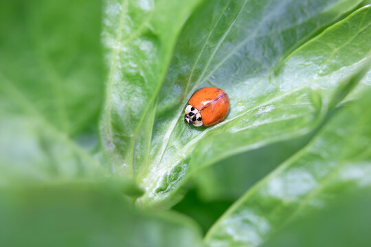 Asian lady beetle on celery leaf. Top view of orange spotless ladybird. Beneficial predator insect eating garden pests such as aphids. Invasive species in Vancouver, BC, Canada. Selective focus.