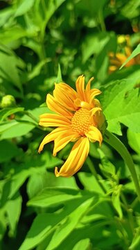 The Tithonia diversifolia