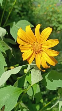 The Tithonia diversifolia