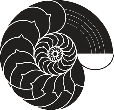 Nautilus Shell Fibonacci Spiral Geometric Pattern Illustration.