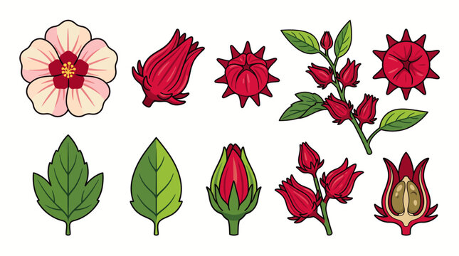 Roselle Hibiscus sabdariffa vector illustration set with flower red calyx buds and leaves