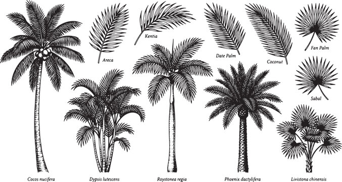 Hand drawn palm tree collection with various tropical foliage species in a detailed vintage engraving style