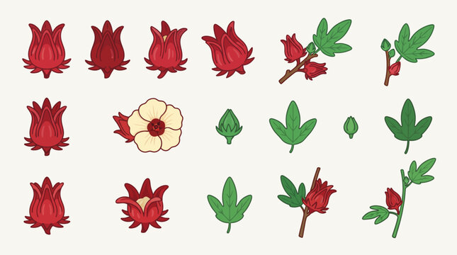 Roselle calyx cartoon vector set, red hibiscus sabdariffa fruit with flowers, buds, leaves, and branches collection isolated on light background