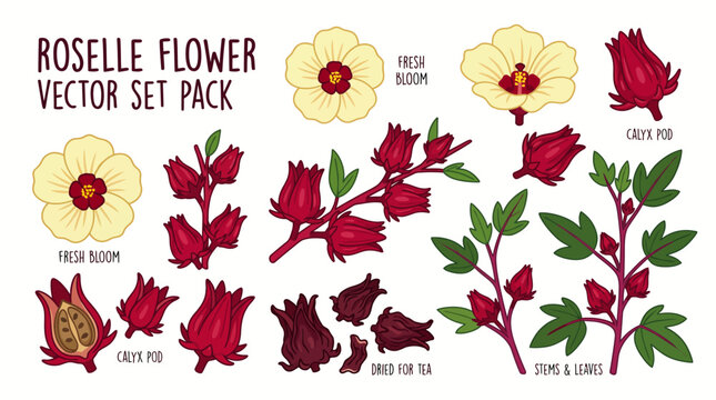 Roselle flower vector set pack, cartoon illustration of yellow fresh bloom, red calyx pod, dried for tea, stems and leaves isolated on white background