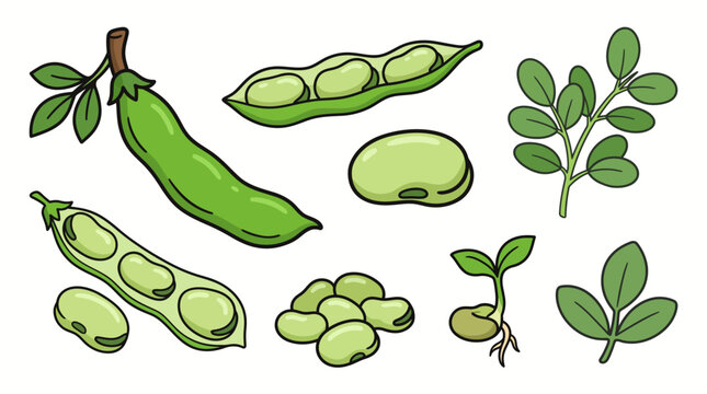 Broad bean cartoon vector set illustration, green fava beans with open pod, seed, sprout, and leaves isolated on white background