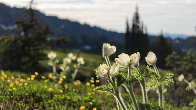 Close-up of white Pasque flowers swaying in a green meadow