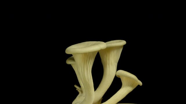 Macro time-lapse of wild mushrooms emerging from the forest floor and moss.