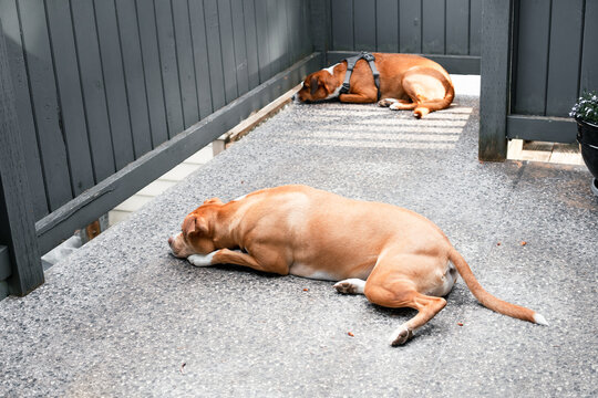 Two dogs lying on patio while watching through gap under fence. Intense and watchful behavior with fear of missing out and impulse control in multi dog home. Pitbull and Harrier mix. Selective focus.