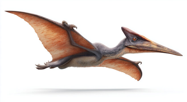 pterodactyl, a flying dinosaur, isolated on a white background.