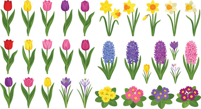 Spring flowers botanical vector icon set featuring colorful tulips daffodils hyacinths crocus and primrose blooms for garden center marketing background design