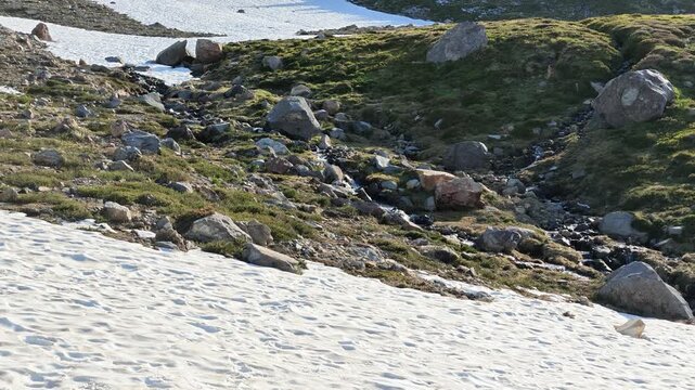 Snowmelt stream flowing through rocky alpine meadow in Washington