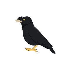 Fototapeta premium vector drawing bird, crested myna, Chinese starling , Acridotheres cristatellus, invasive species of European Union concern, hand drawn illustration, isolated nature design element