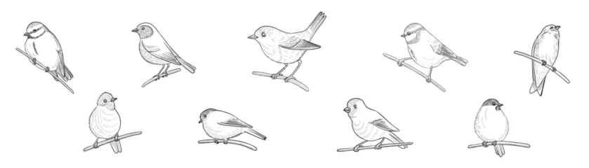 vector set of vintage style drawing birds , hand drawn illustration, isolated nature design element © cat_arch_angel