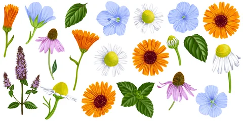 drawing medicinal plants and flowers, mint, calendula, flax, echinacea, chamomile isolated at white background, hand drawn illustration © cat_arch_angel