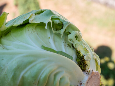 Cluster of cabbage white butterfly eggs (Pieris brassicae) on a cabbage head. Pest infestation on homegrown cabbage, closeup of vegetable damage in an organic garden.
