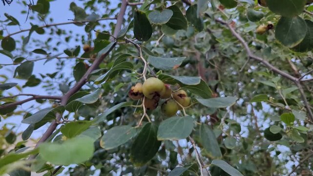 Jujube Fruit on Tree Branch