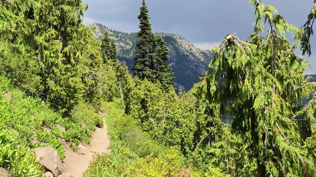 Hiking trail through lush green forest with mountain view