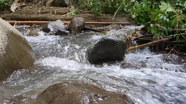 river in the forest