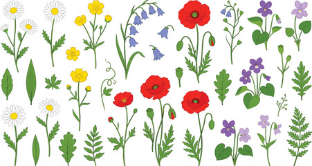 Wildflower botanical floral elements collection vector illustration set featuring chamomile poppies buttercups and violet blossoms for spring greeting card surface design © AdhinChandra