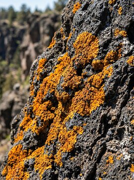 Vibrant Orange Lichen Growing on Dark Volcanic Rock Surface.