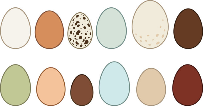 Vector cartoon bird eggs collection featuring diverse farm poultry variety including white brown speckled quail pastel blue green and heritage chicken eggs
