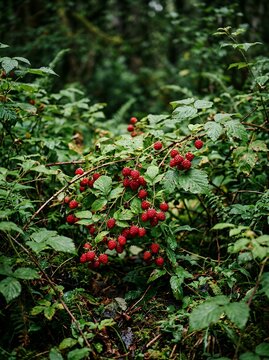 Wild Red Berries Growing in a Lush Green Forest.