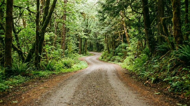 Winding dirt road through a lush green temperate rainforest with tall trees and ferns.