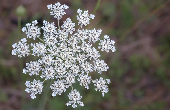 Queen Anne's Lace Close-Up Radial Floret Detail, East Texas Wildflower