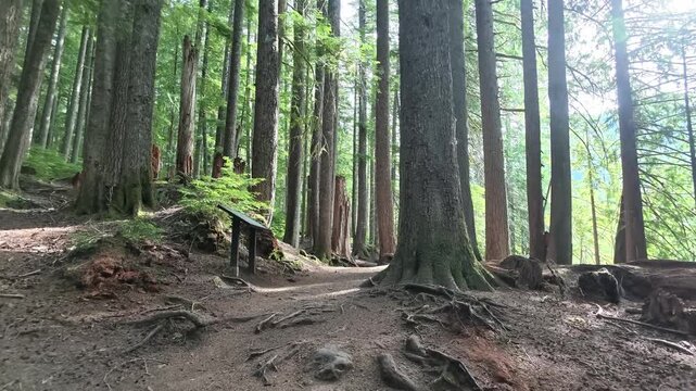 Dense old-growth forest trail in Washington state