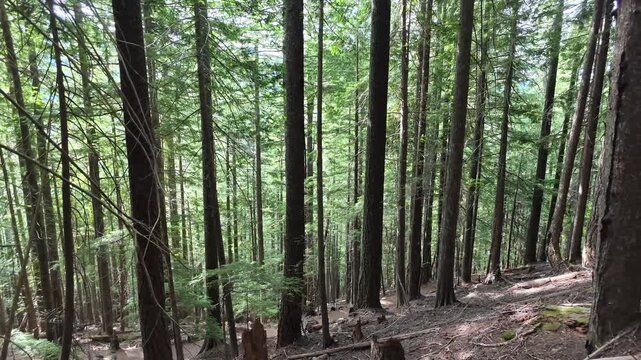 Panning shot of tall evergreen trees in Washington state forest
