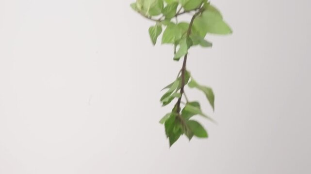 Fresh green oregano branches falling slowly in front of white background in slow motion.