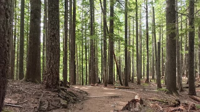 Dirt trail through tall evergreen forest in Washington state