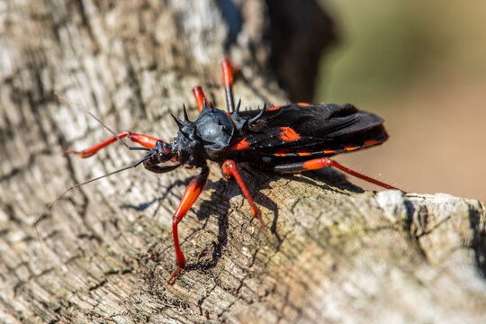 Macro shot of a red and black assassin bug perched on rough textured tree bark in sunlight