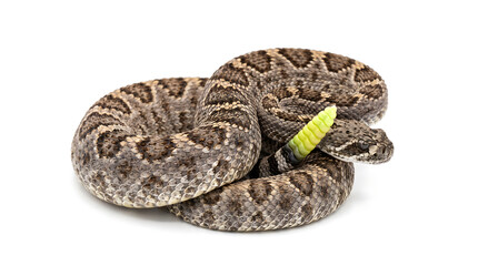 Obraz premium Coiled diamondback rattlesnake with yellow rattle isolated on white