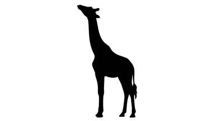 Black silhouette of a standing giraffe looking upwards, isolated on a clean white background, vector design element © Mir