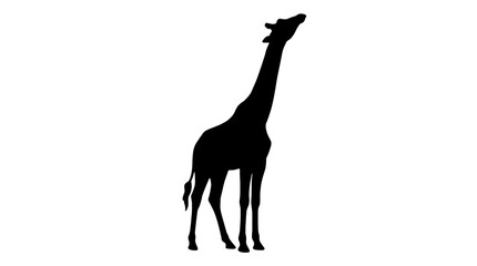 Black silhouette of a standing giraffe looking up, isolated on a white background. Minimalist wildlife vector illustration. © Mir