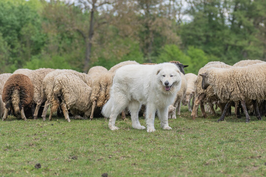 White maremmano-abruzzese sheepdog standing guard among a flock of grazing sheep in a rural field