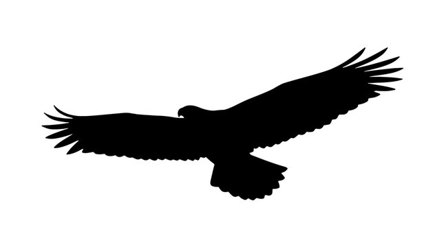 Black silhouette of an eagle soaring in flight with spread wings isolated on a white background majestic wild bird of prey graphic icon