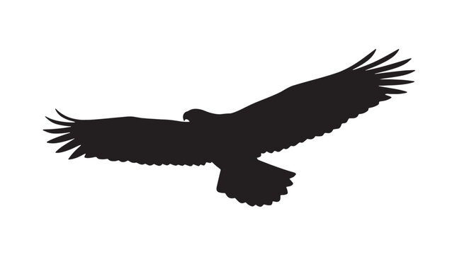 Black silhouette of a majestic eagle flying with wings spread wide, isolated on a clean white background, vector illustration of a wild hawk or falcon soaring.